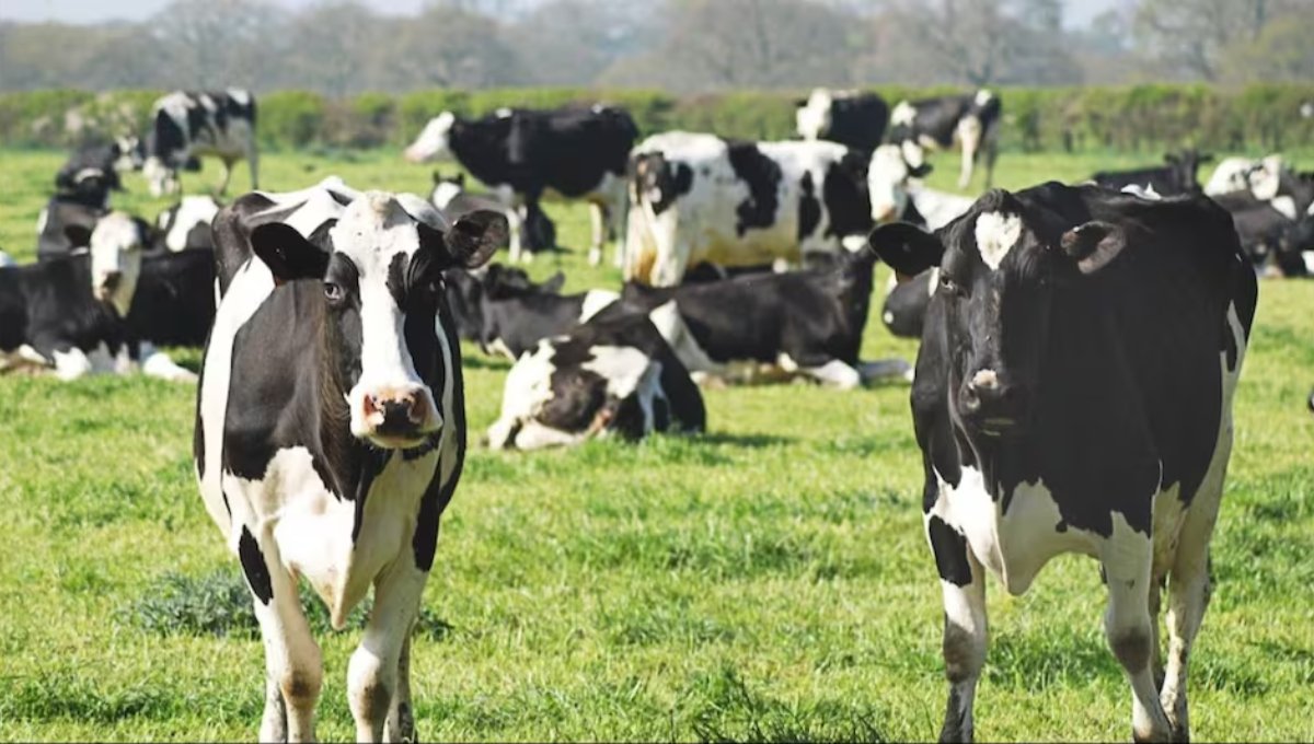 Pashupalan Loan Yojana2025: बिना परेशानी के अपना व्यवसाय शुरू करें